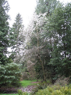 Magnolia at the arboretum