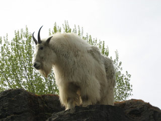 Mountain goat at the Woodland Park Zoo