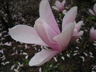 Magnolia at the arboretum