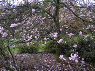 Magnolia at the arboretum