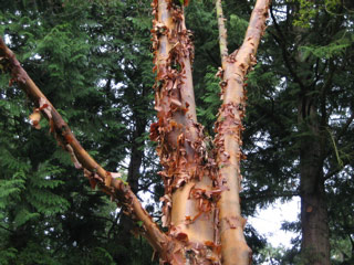 Birch with shaggy bark at the arboretum