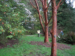 Birches with shaggy bark at the arboretum