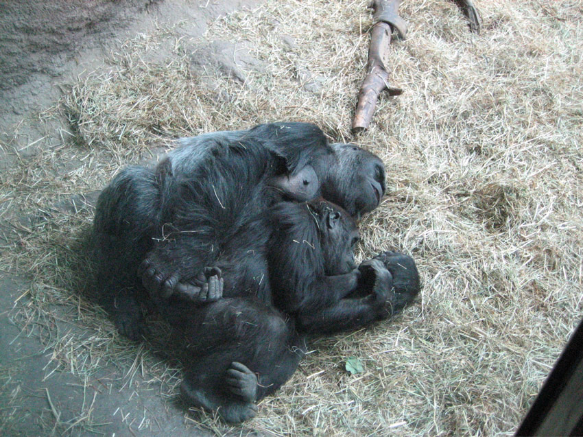 Mother and Child Gorillas Taking a Nap