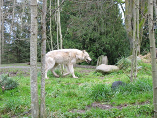 Wolf with White Winter Coat