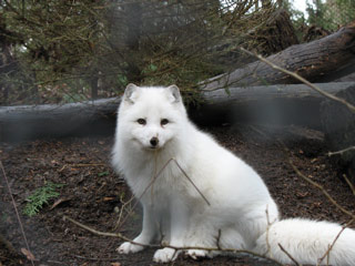 Arctic Fox