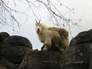 Mountain Goat