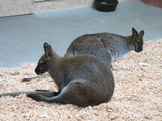 Napping Wallaroos