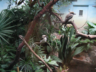 Kookaburras