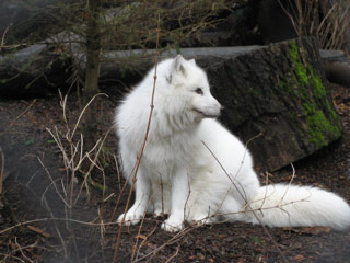 Arctic Fox