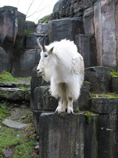 Mountain Goat