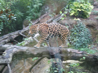 Jaguar