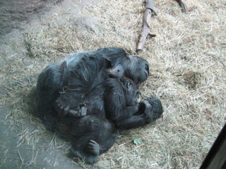 Mother and Child Gorillas Taking a Nap