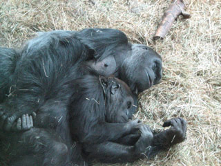 Mother and Child Gorillas Taking a Nap