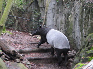 Ki Lang the Malayan Tapir