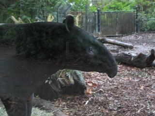 Ray the Malayan Tapir