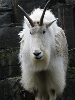 Mountain Goat Showing Off Its Underbite