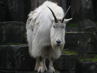 Mountain Goat