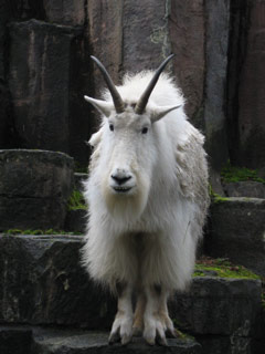 Mountain Goat