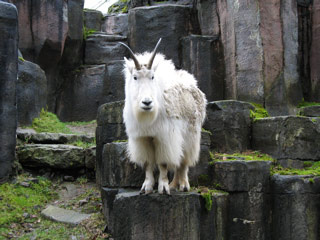 Mountain Goat