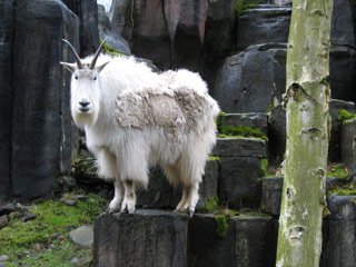 Mountain Goat