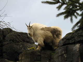 Mountain Goat